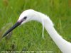 Little Egret at Vange Marsh (RSPB) (Steve Arlow) (37848 bytes)